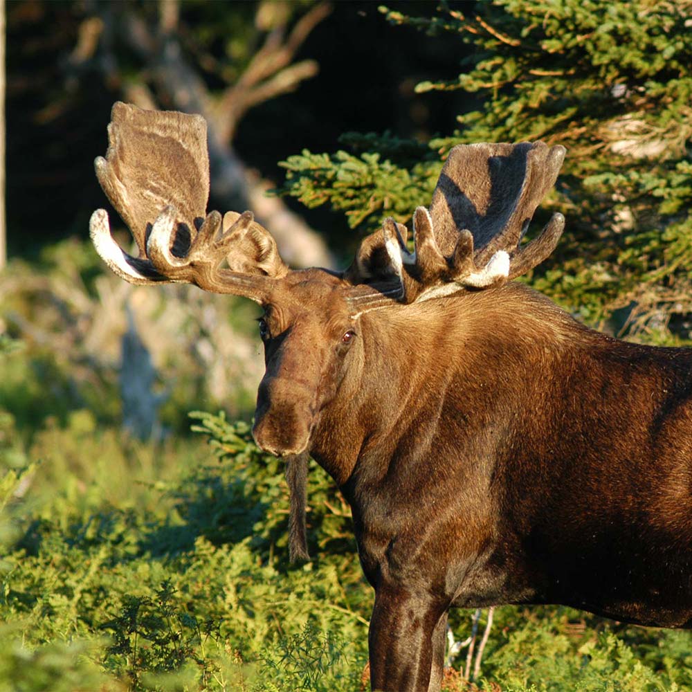 Adventure Canada - Abenteuer Kanada - Nova Scotia - Cape Breton Island - Elch am Cabot Trail