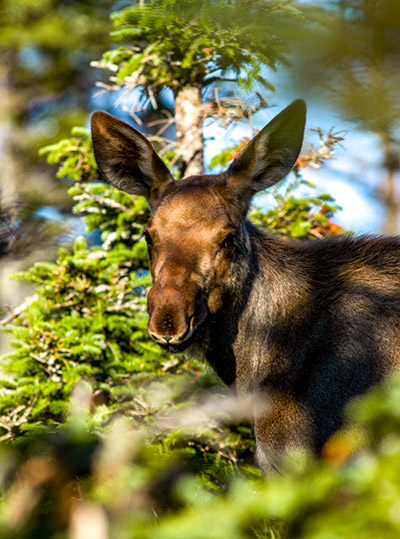 Adventure Canada - Abenteuer Kanada - Nova Scotia - Cape Breton Island - Elch Kalb - Cabot Trail