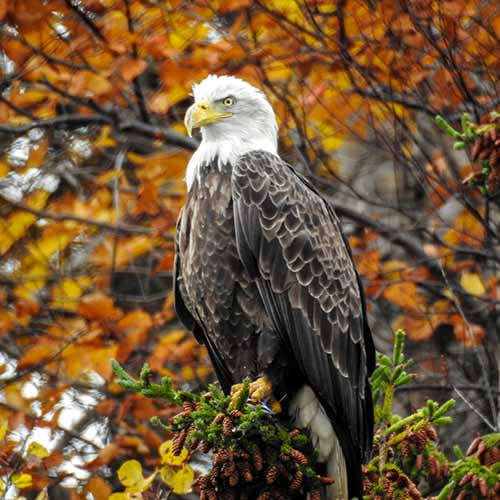 Adventure Canada - Abenteuer Kanada - Nova Scotia - Cape Breton Island - Weißkopfseeadler im Herbst