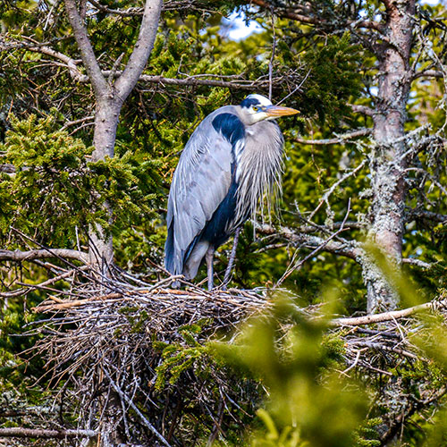 Adventure Canada - Abenteuer Kanada - Nova Scotia - Cape Breton Island - Graueiher Nest - Rolf Bouman