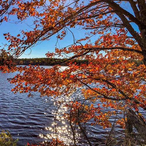 Adventure Canada - Abenteuer Kanada - Nova Scotia - Cape Breton Island - Ahorn im Herbst